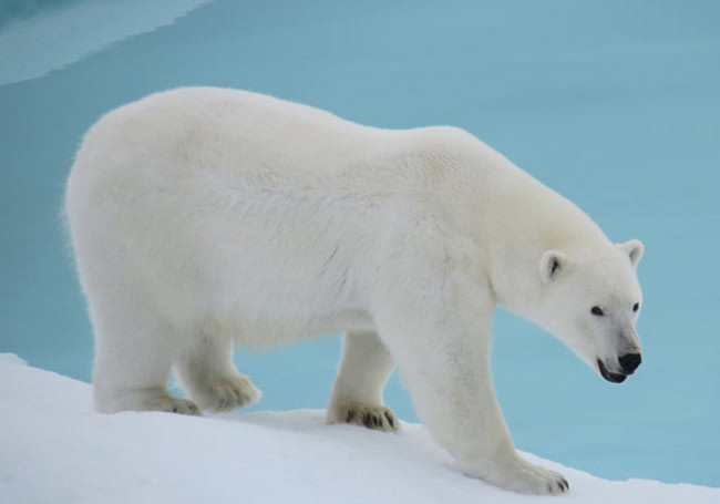 Ursul Polar: Totul despre viața și secretele Regelui Arcticii