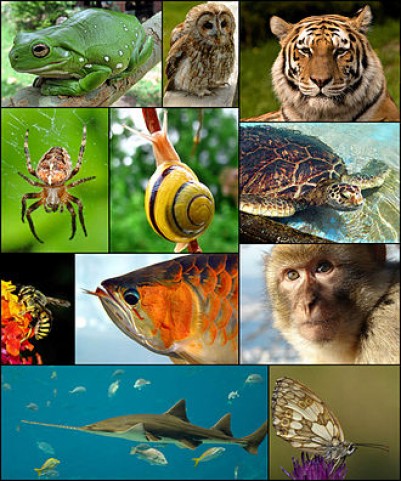 Simturile animalelor