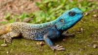 Reptile