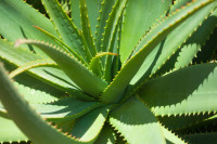 Aloe Vera: planta valoroasa cu efect regenerator