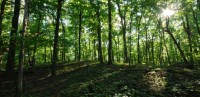 7 lucruri pe care nu le stiai despre arbori