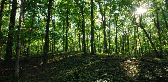 7 lucruri pe care nu le stiai despre arbori - Curiozitati.md